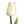10 Ivory/Cream Real Touch Tulips Artificial Flower, Realistic Luxury Quality Artificial Kitchen/Wedding/Home Gifts Decor Floral Craft Floral