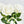 3 Stem Velvet Roses | Realistic Quality Artificial Faux Flower | Wedding/Home Decoration | Gifts | Decor Floral White Color R-024