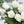 Real Touch Rose Bud Stem | 23" Tall Latex Luxury Quality Artificial Flower | Wedding/Home Decoration | Gifts Floral Faux Bouquet White R-031