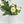 White/Cream Ranunculus High-Quality Artificial Flower | Wedding/Home Decoration Gifts | Decor | Floral Artificial Flower, Craft Supply, Faux