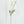 White Poppy Stem | 23" Tall High Quality Artificial Flower | Wedding/Home Decoration | Gifts Decor | Floral Faux Floral, Poppy Stem