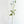 Periwinkle Poppy Stem | 23" Tall High Quality Artificial Flower | Wedding/Home Decoration | Gifts Decor | Floral Faux Floral, Poppy Stem