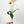 Salmon Pink Poppy Stem | 20" Tall High Quality Artificial Flower | Wedding/Home Decoration | Gifts Decor | Floral Faux Floral, DYI Poppy