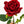 Scarlett Red Real Touch Rose Stem 17" Tall Latex Luxury Artificial Flower Wedding/Home Decoration | Gifts Decor | Floral Color Faux R-023