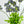 26" Queen Anne's Lace Stem Artificial Realistic Faux Kitchen Wedding Flower Home Decoration Gift Decor Floral Bouquet Purple G-007