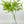 Light Green Boxwood Stem, Artificial Flower Realistic Quality Faux Floral Craft Kitchen Wedding Home Decoration Gifts Decor Floral G-006