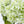 LT Green Real Touch Large Hydrangea | Extremely Realistic Luxury Quality Artificial Flower | Wedding/Home Decoration Gift Decor Floral H-003