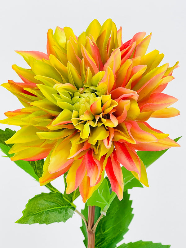 Green Pink Real Touch Large Dahlia | Extremely Realistic Luxury Quality Artificial Flower | Wedding/Home Decoration | Gifts | Floral D-001