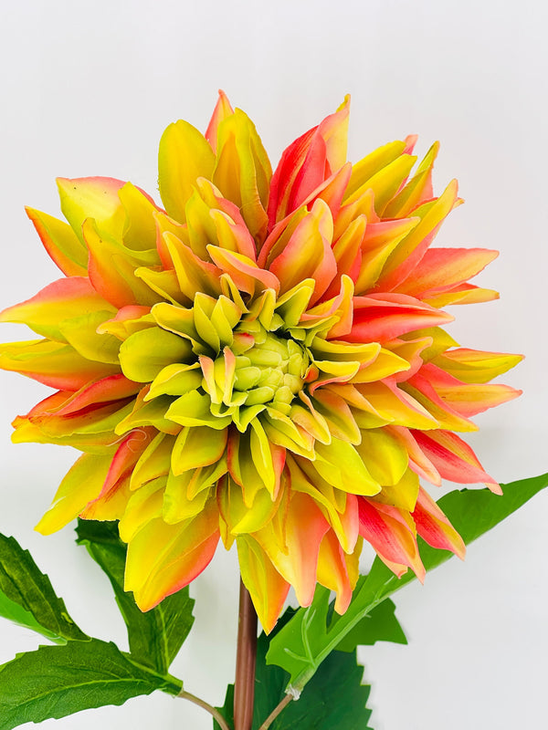 Green Pink Real Touch Large Dahlia | Extremely Realistic Luxury Quality Artificial Flower | Wedding/Home Decoration | Gifts | Floral D-001