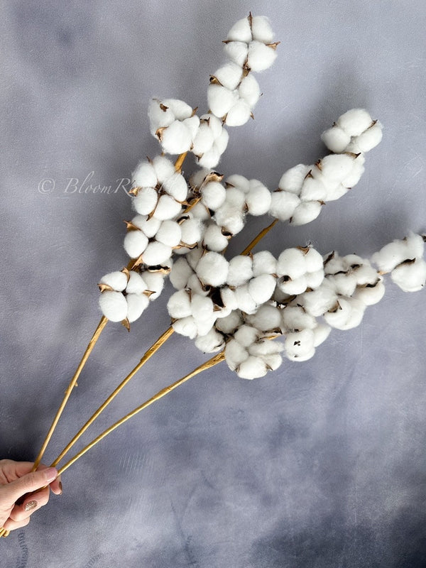1 Dried Real Cotton Branch 30&quot; Long 10 Cotton Balls, Branches Cotton Natural Rustic Wedding Decor Centerpiece Floral Flowers Artificial