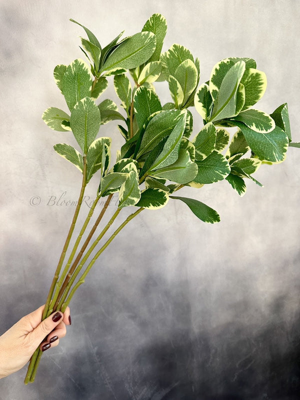 Tall Pittosporum Green Leaf 20” Stem Artificial Flower Realistic Quality Artificial Floral Craft Kitchen Wedding Home Decor Gifts G-001