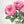 1 Pink Orlane Real Touch Rose | 25" Tall Latex Luxury Quality Artificial Flower Wedding/Home Decoration Gifts Decor Floral  Color Faux R-043