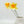 3 Real-Touch Stems Light Yellow Daffodils Faux Flowers/Wedding/Home Decoration Gifts Decor Floral Silk Flowers, Artificial Spray D-015