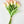 10 Peach Real Touch Tulips Artificial Flower, Realistic Luxury Quality Artificial Kitchen/Wedding/Home Gifts Decor Floral Craft Floral