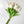 10 White Real Touch Tulips Artificial Flower, Realistic Luxury Quality Artificial Kitchen/Wedding/Home Gifts Decor Floral Craft Floral