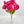 Large Head Peonies | Floral Bouquet Artificial Flower | Wedding/Home Decoration Gifts | Décor | Floral, 20'' Soft Blooming 13 Stem Hot Pink