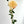 31" Cream Palmares Dahlia Silk | Extremely Realistic Luxury Quality Artificial Flower | Wedding/Home Decoration | Gifts Decor | Floral D-009