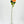 Real Touch Orange English Rose | 23" Tall Luxury Quality Artificial Flower | Wedding/Home Decoration | Gift Decor | Floral Faux Floral R-040