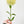 Real Touch White Dianthus | Extremely Realistic Luxury Quality Artificial Flower | Wedding/Home Decoration | Gifts | Decor | Floral