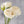 8 Head White 32” Long Dried Look Peony Faux Artificial Bouquet Wedding/Home Decoration/Gifts/Decor Floral Silk Flowers Decor Realistic P-044