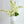 42" White/Green Delphinium Wedding/Home Decoration | Gifts Decor Floral Silk Flowers, Artificial Spray Snapdragon Home Office Long Realistic