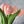6 Melon-Pink Real Touch Tulips Artificial Flower, Realistic Luxury Quality Artificial Kitchen/Wedding/Home Gifts Decor Floral Craft DIY