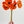5 Stem Orange Poppy Bunch | 12" Tall Real Touch Luxury Quality Artificial Flower | Wedding/Home Decoration Gifts Decor | Floral Faux Floral