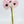 5 Stem Pink Poppy Bunch | 12" Tall Luxury Real Touch Quality Artificial Flower | Wedding/Home Decoration | Gifts Decor | Floral Faux Floral