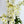 42" White/Green Delphinium Wedding/Home Decoration | Gifts Decor Floral Silk Flowers, Artificial Spray Snapdragon Home Office Long Realistic