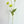 Green Poppy Stem | 23" Tall Luxury Quality Artificial Flower | Wedding/Home Decoration | Gifts Decor | Floral Faux Floral, Poppy Stem
