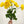 Yellow Poppy Stem | 20" Tall High Quality Artificial Flower | Wedding/Home Decoration | Gifts Decor | Floral Faux Floral, Poppy DIY Craft