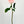Strawberry Pink Real Touch Rose Stem 17" Tall Latex Luxury Artificial Flower Wedding/Home Decoration | Gift Decor | Floral Color Faux R-019