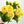 Yellow Moutan Silk Peony Stem Realistic High-Quality Artificial Kitchen/Wedding/Home Decoration Gift French Floral Flower Bouquet P-011