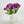 6 Purple Real Touch Tulips Artificial Flower, Realistic Luxury Quality Artificial Kitchen/Wedding/Home Gifts Decor Floral Craft DIY