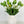 5 Stem Green Real Touch Tulips Artificial Flower, Realistic Luxury Quality Artificial Kitchen/Wedding/Home Gifts Decor Floral Craft Floral