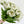 24" White/Green Parrot Tulip | Realistic Luxury Quality Artificial Flower | Wedding/Home Decoration | Decor | Floral Tulip bouquet, Gift