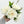 White Chinese Peony Silk Floral Artificial Flower | Wedding/Home Decoration Gifts | Décor | Floral, Spring Flowers, Wedding Flowers P-006