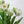 24" White/Green Parrot Tulip | Realistic Luxury Quality Artificial Flower | Wedding/Home Decoration | Decor | Floral Tulip bouquet, Gift