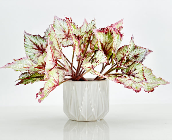 Artificial Begonia Leaves Faux Flowers 14&quot; Floral Centerpiece Wedding Home/Kitchen Hotel Party Decoration DIY/ Begonia/ Spring Flowers M-001