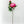 Real Touch Pink Peony Stem | Extremely Realistic Luxury Quality Artificial Kitchen/Wedding/Home Decoration Gifts French Floral Flowers P-053