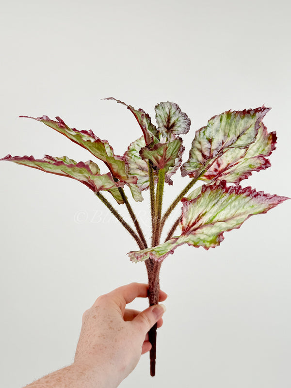 Artificial Begonia Leaves Faux Flowers 14&quot; Floral Centerpiece Wedding Home/Kitchen Hotel Party Decoration DIY/ Begonia/ Spring Flowers M-001