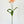 Salmon Pink Poppy Stem | 20" Tall High Quality Artificial Flower | Wedding/Home Decoration | Gifts Decor | Floral Faux Floral, DYI Poppy